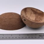 Coconut Half Shell